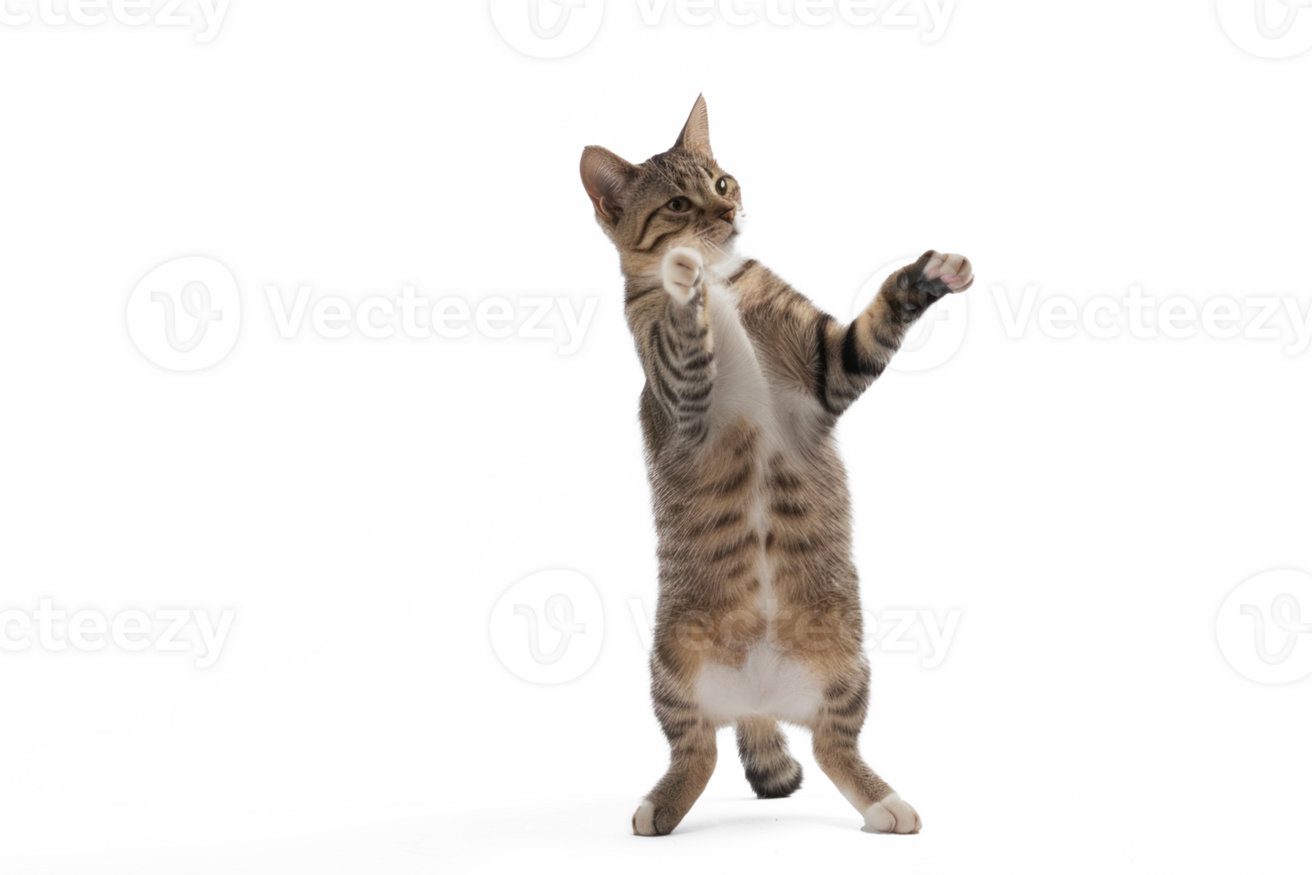 A cat stands up with two front paws up, full body and tail, transparent background png