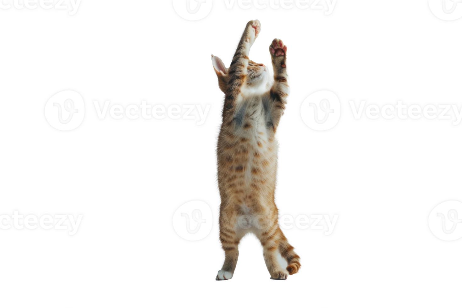 A cat stands up with two front paws up, full body and tail, transparent background png