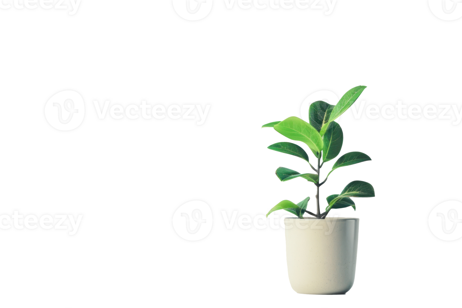 Green leaf potted plant on transparent background png