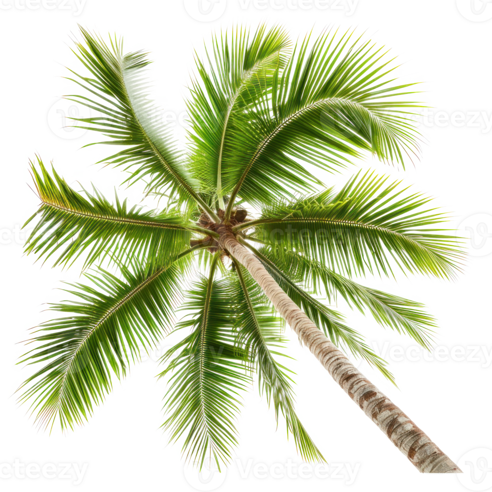a palm tree on a isolate on transparent background png