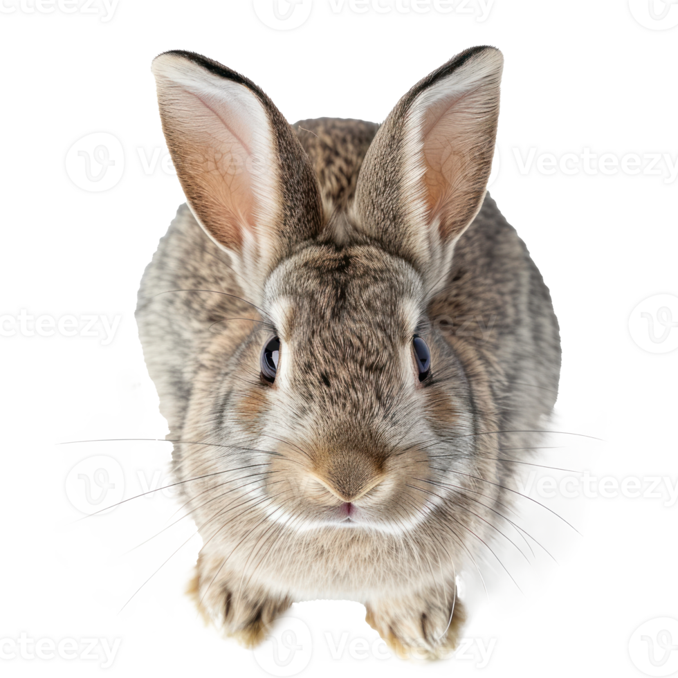 above perspective view of a Rabbit on a transparent background png