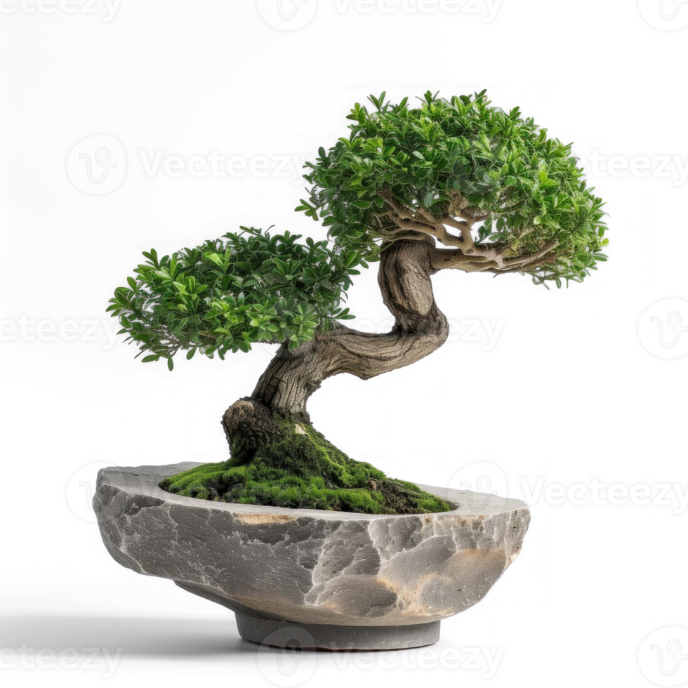 bonsai tree in a pot on a isolate on transparent background png
