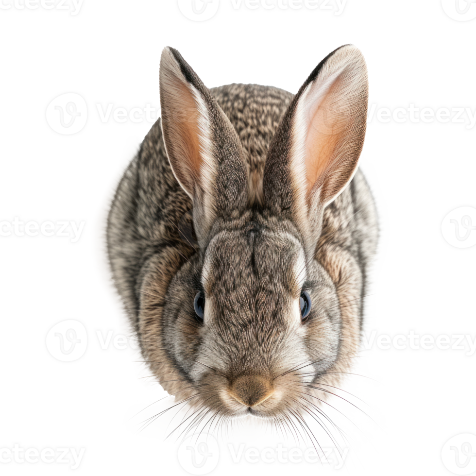 above perspective view of a Rabbit on a transparent background png