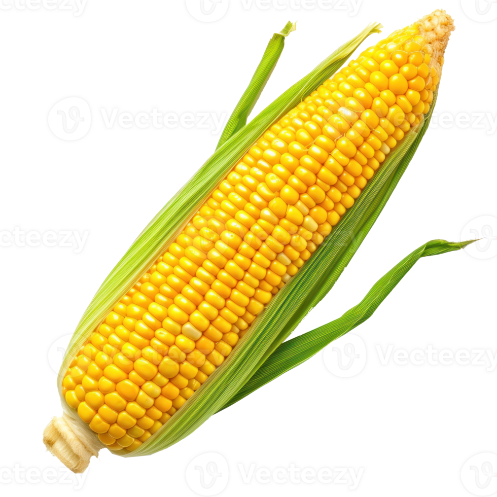 corn on the cob isolate on transparent background png