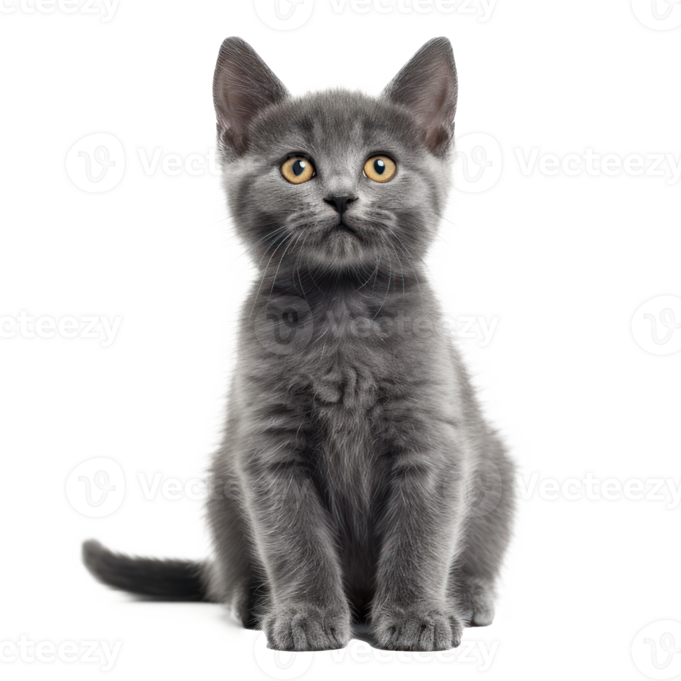 front view full body shot of a Chartreux kitten smiling isolated on a transparent background png
