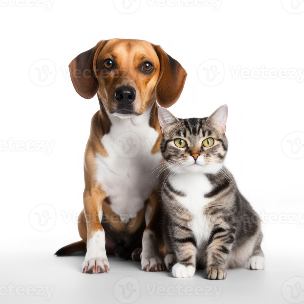 Front view close up of Beagle and Bengal Cat isolated on a transparent background png