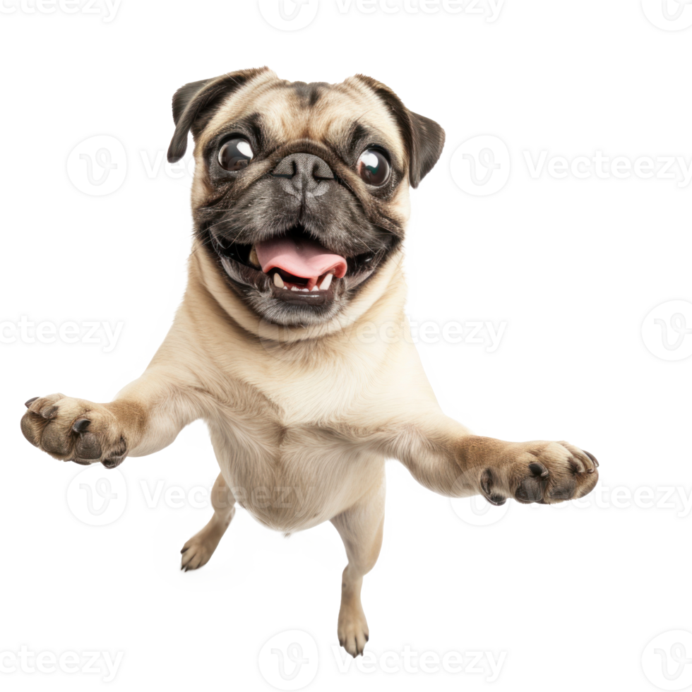 photorealistic full length dog grinning for a selfie. Standing on back legs isolated on transparent background png