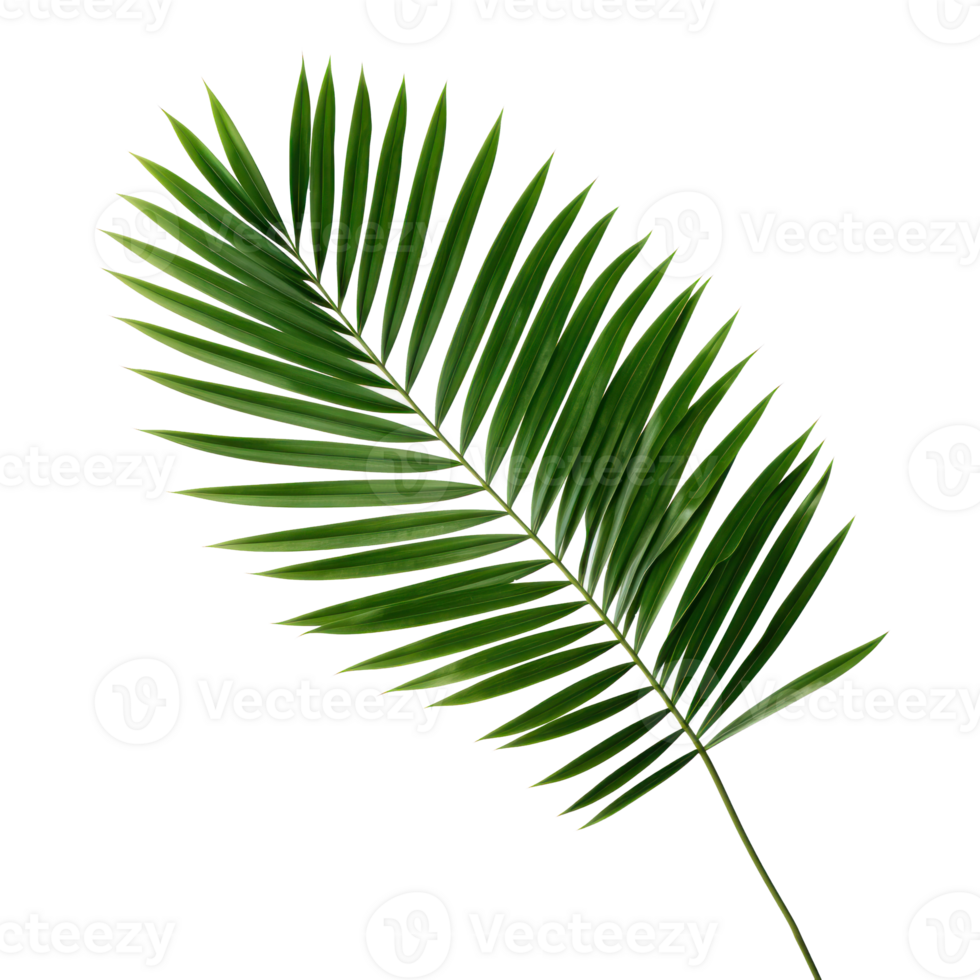 Green leaves of nipa palm or mangrove palm tropical evergreen plant palm frond transparent background png