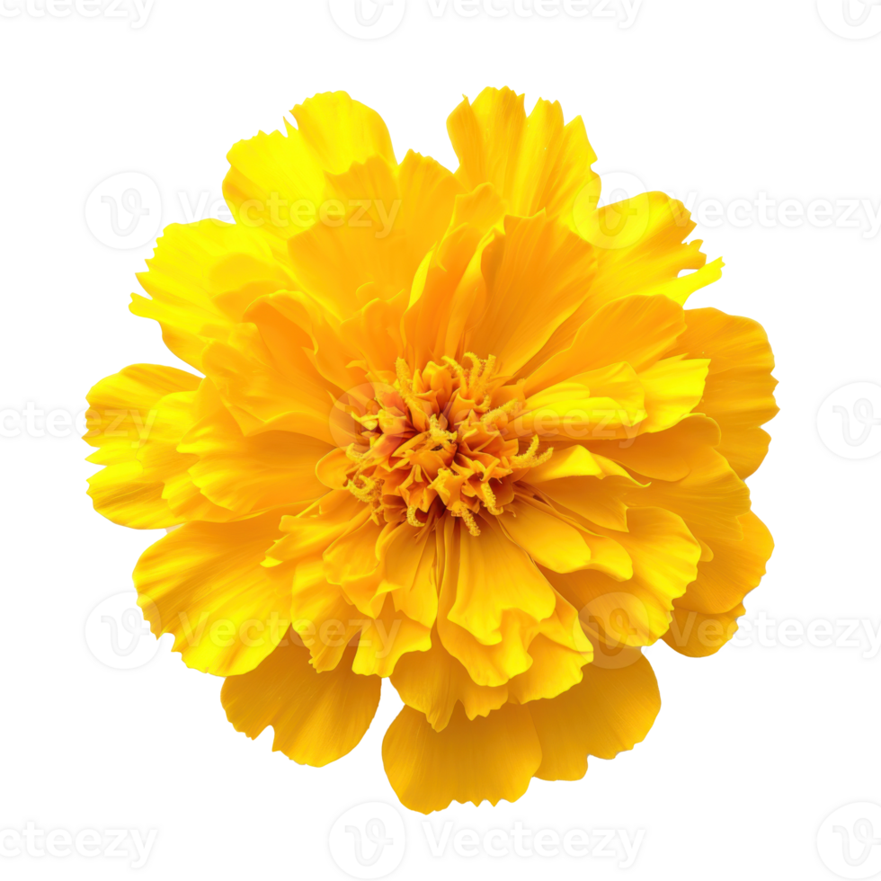Yellow marigold flower isolated on transparent background. png