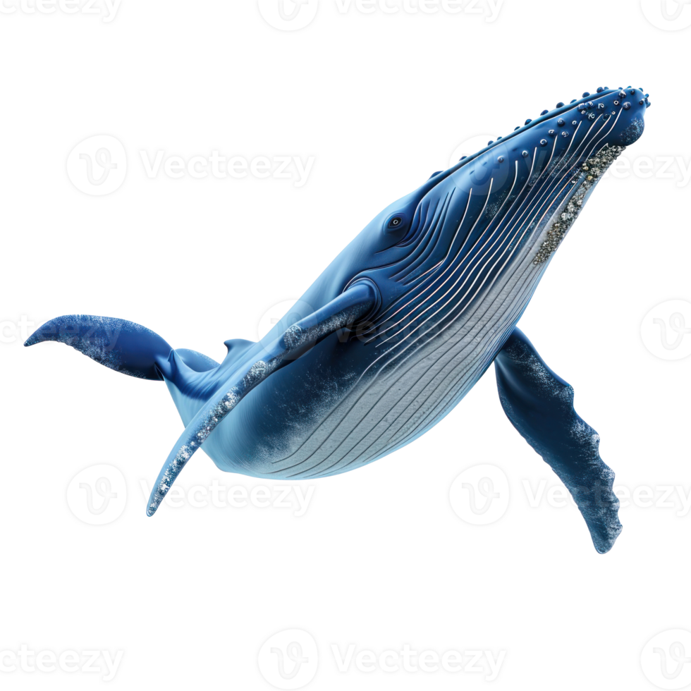 humpback whale isolate on transparent background png