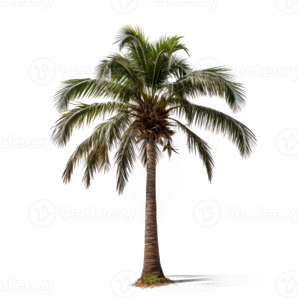 a palm tree on a transparent background png