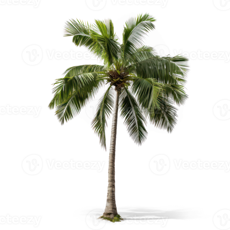 a palm tree on a isolate on transparent background png