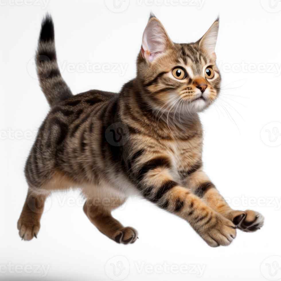 House cat jumping in profile - transparent background png