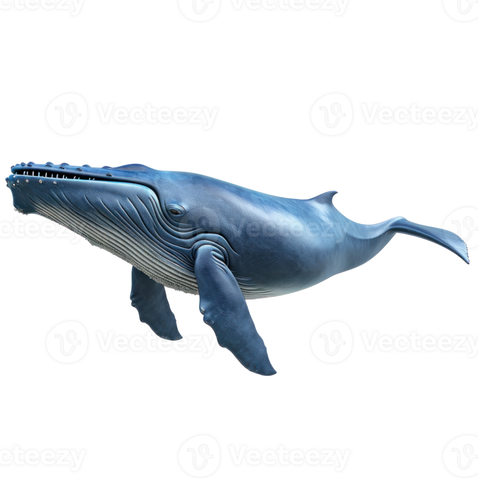 humpback whale isolate on transparent background png