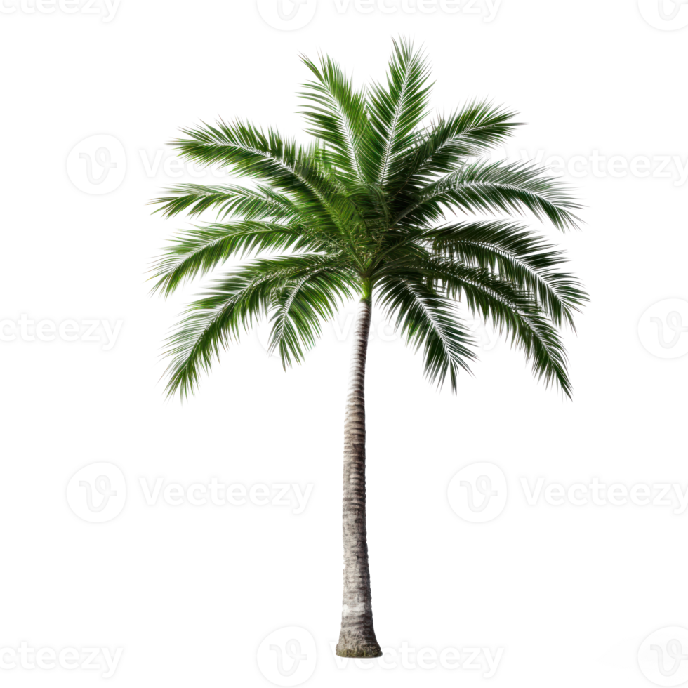 Palm tree on transparent background png