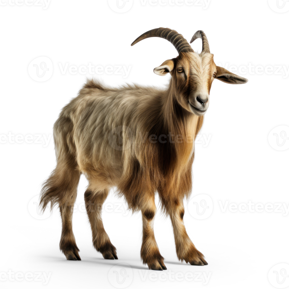Goat on transparent background png