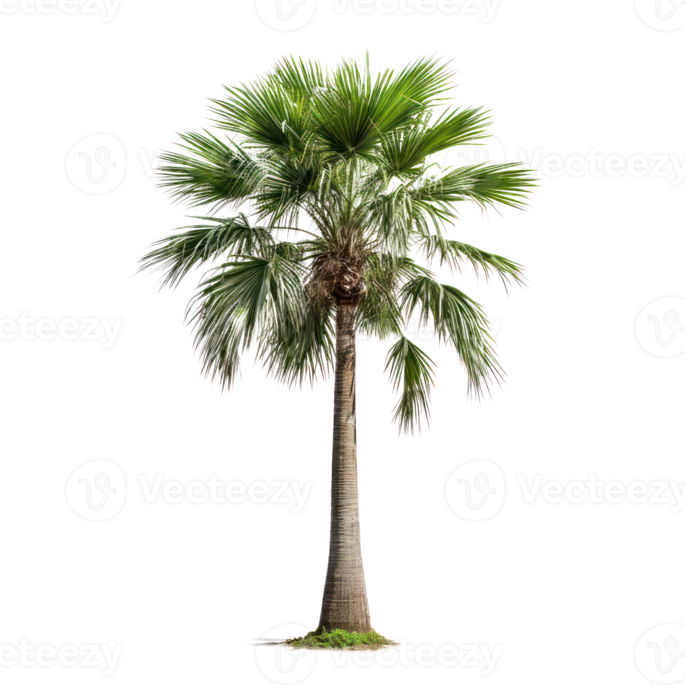 Generate a lifelike cutout image of a mature Royal Palm tree a iconic palm tree of Florida, on a transparent background png