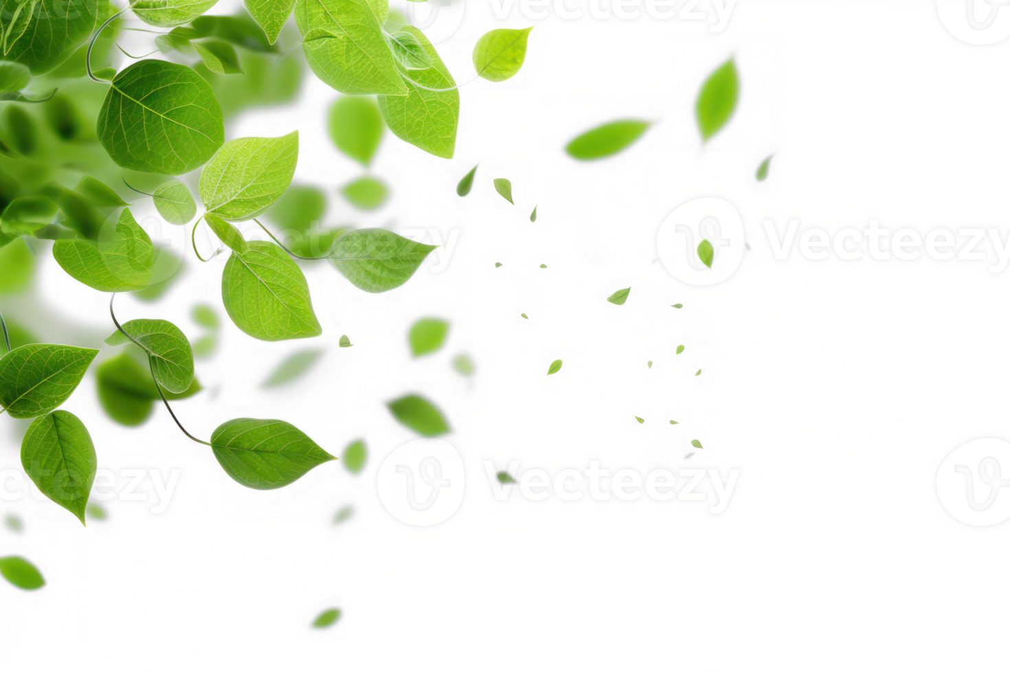 green leaves on a transparent background png