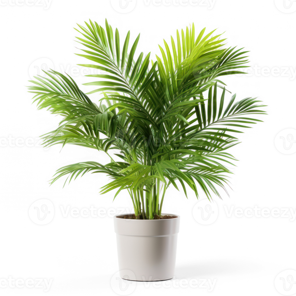 Small outdoor palm in a pot isolated on transparent background png