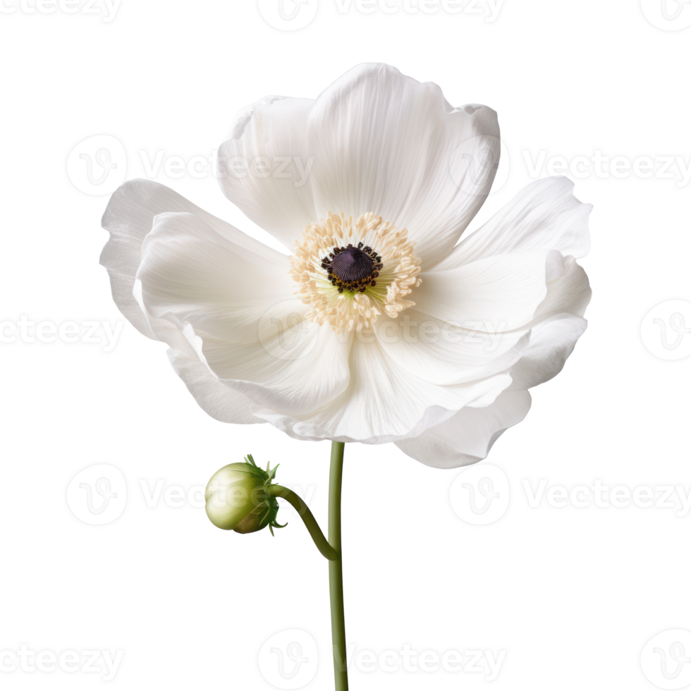 White color anemone flower isolated on transparent transparent background png