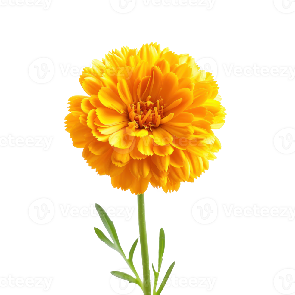 a single yellow flower on a transparent background png