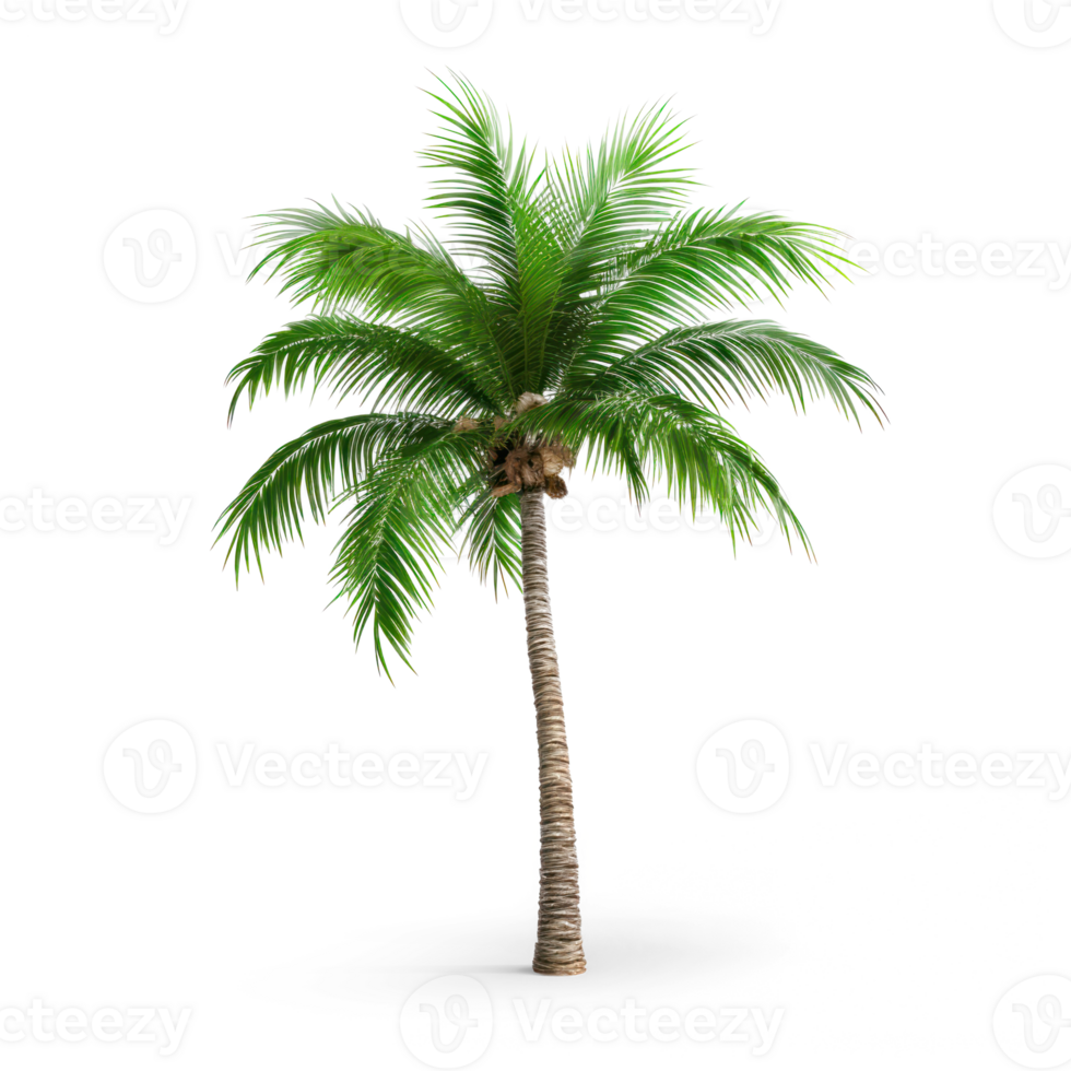 Palm tree on transparent background png