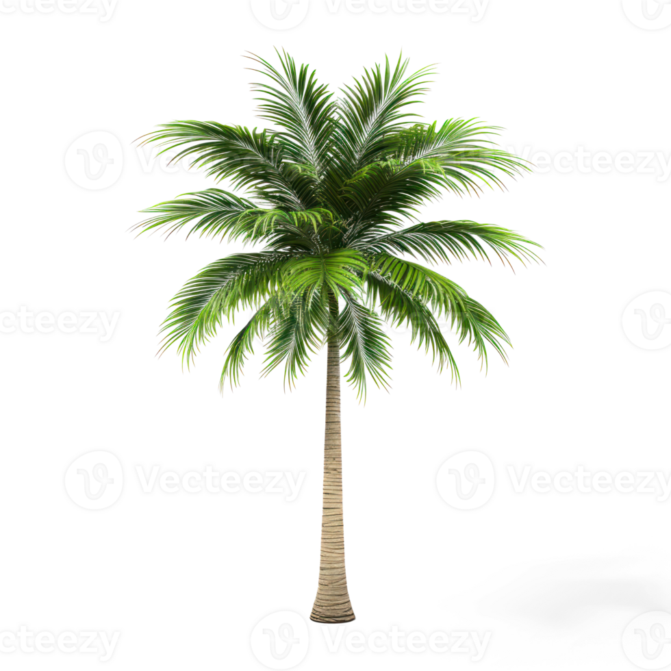 a palm tree on a transparent background png