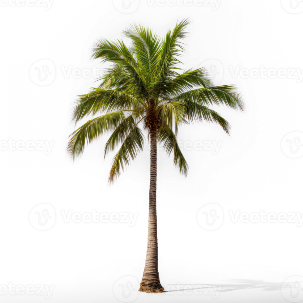 A single palm tree isolate on transparent background png