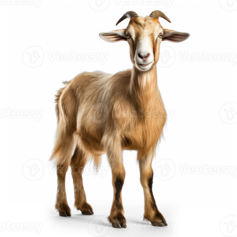 Toggenburg goat against transparent background png