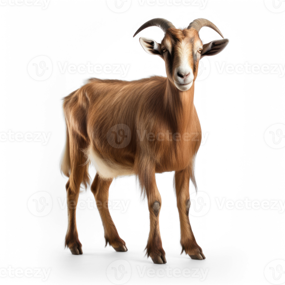 Toggenburg goat against transparent background png
