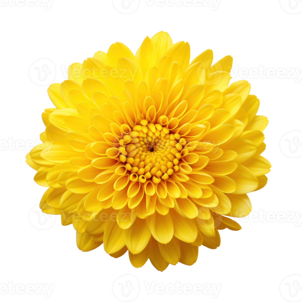 1 lying yellow chrysanthemum on transparent background png