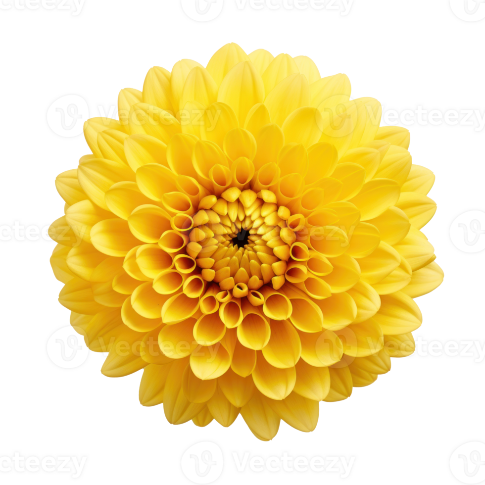 1 lying yellow chrysanthemum on transparent background png