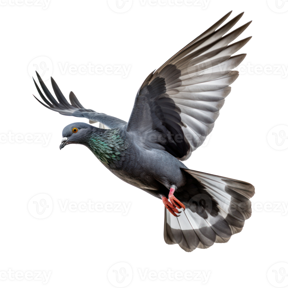 Pigeon flying high resolution on a transparent background png