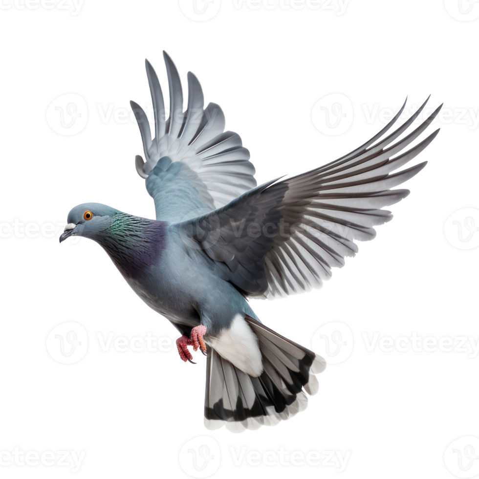 Pigeon flying high resolution on a transparent background png