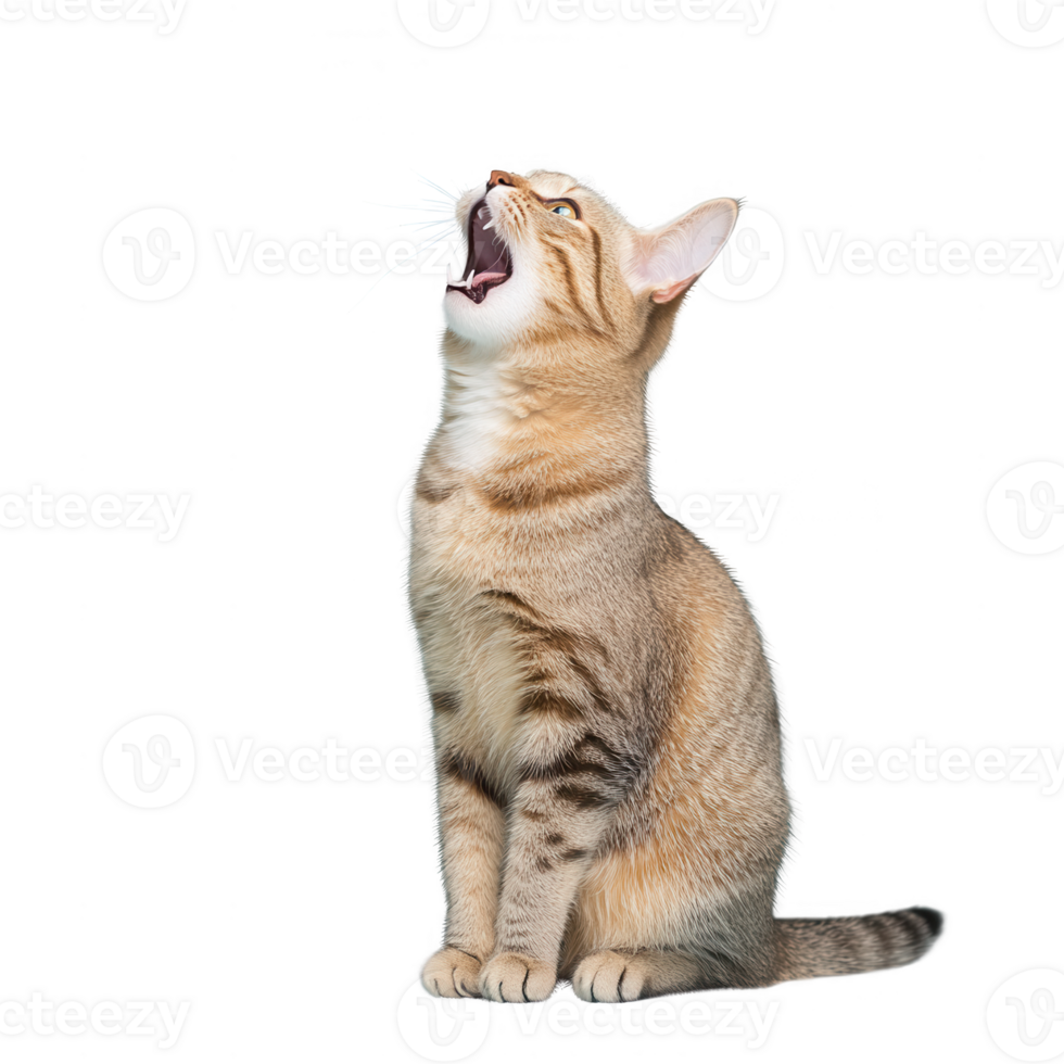 A playful domestic cat with a lively expression, caught in a moment of vocalization. png