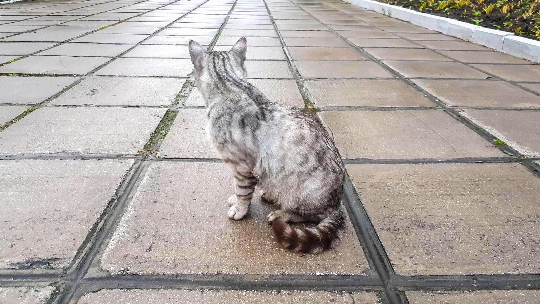 Grey stray kitten sitting on wet stone floor in outdoor park after rain photo