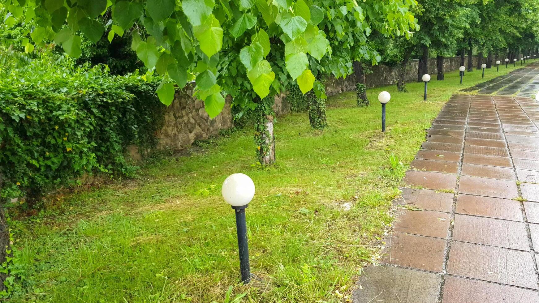 A walkway lined with trees and grass photo