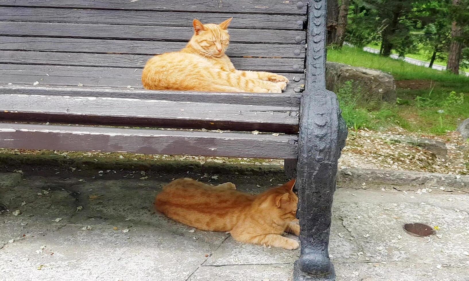 Young red and gray kittens sitting on a bench in an outdoor park. The concept of helping homeless animals photo