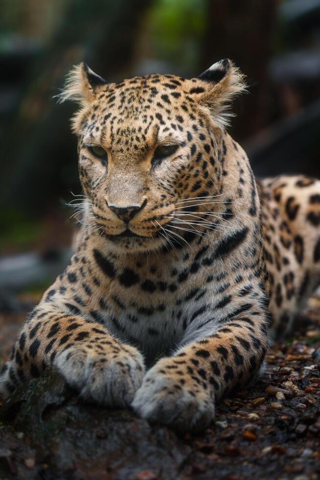Portrait of Persian leopard in zoo photo