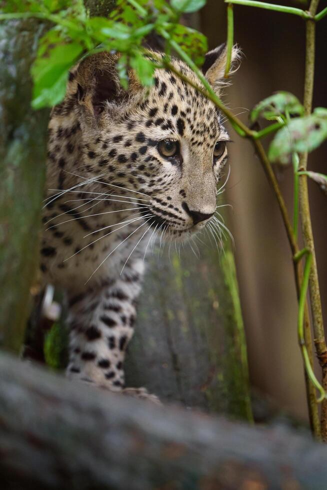 Portrait of Persian leopard in zoo photo