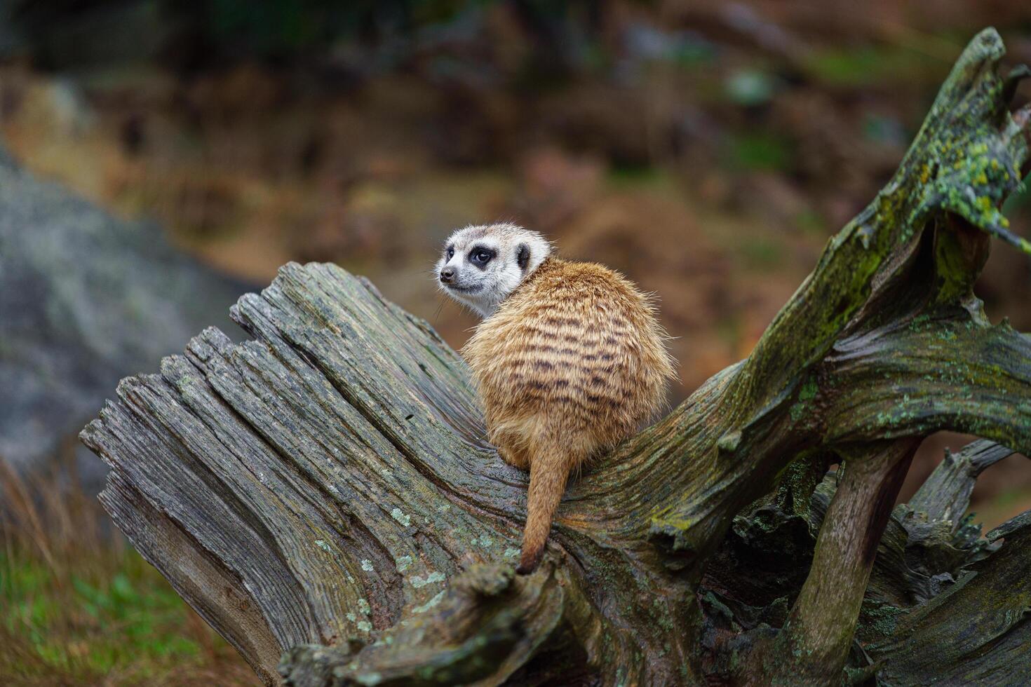 Portrait of Meerkat in zoo photo