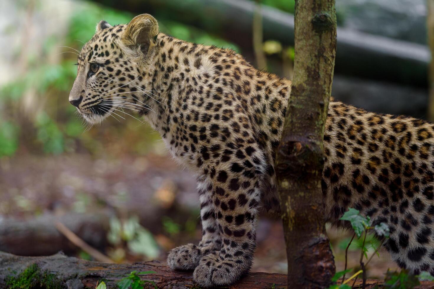 Portrait of Persian leopard in zoo photo