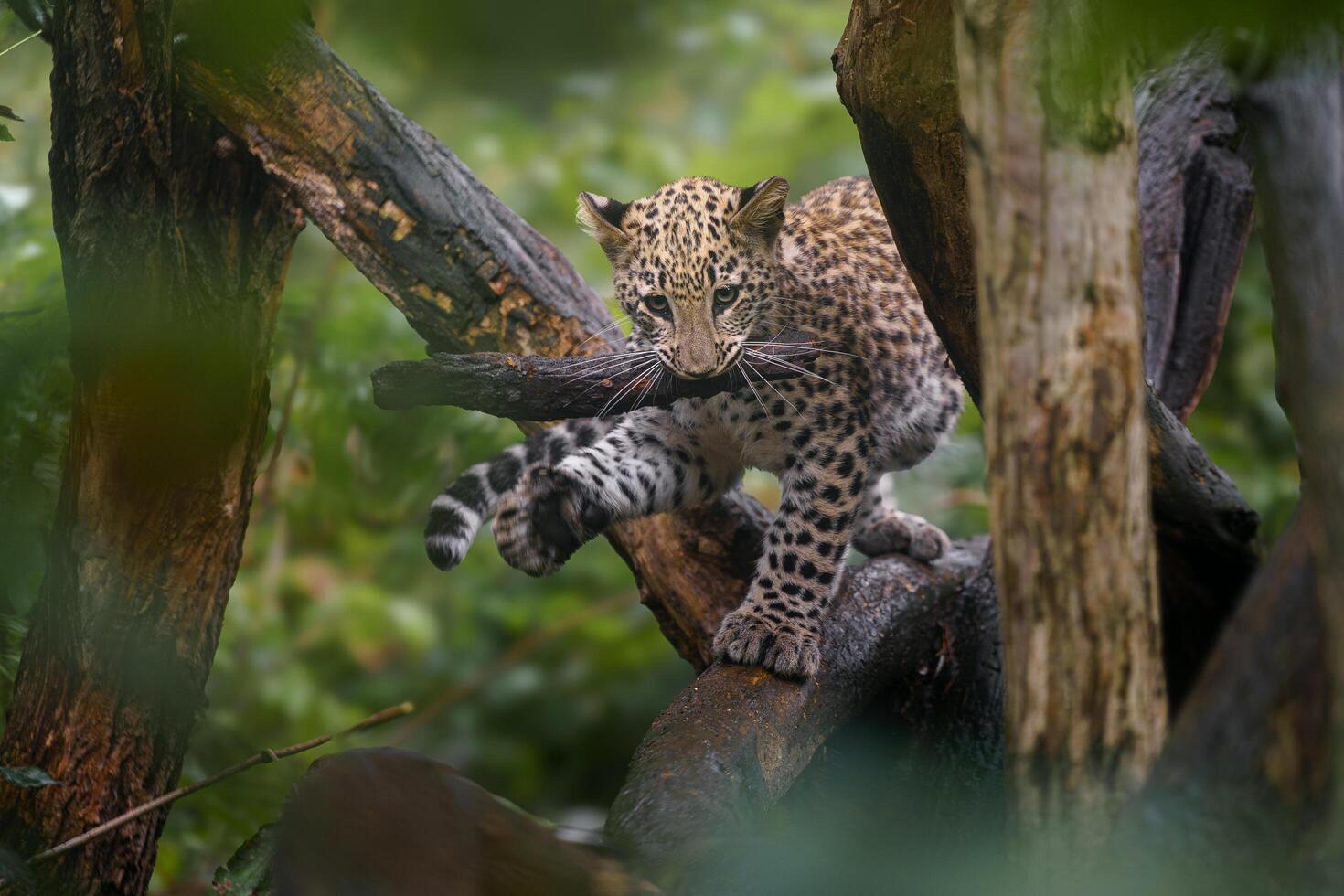 Portrait of Persian leopard in zoo photo