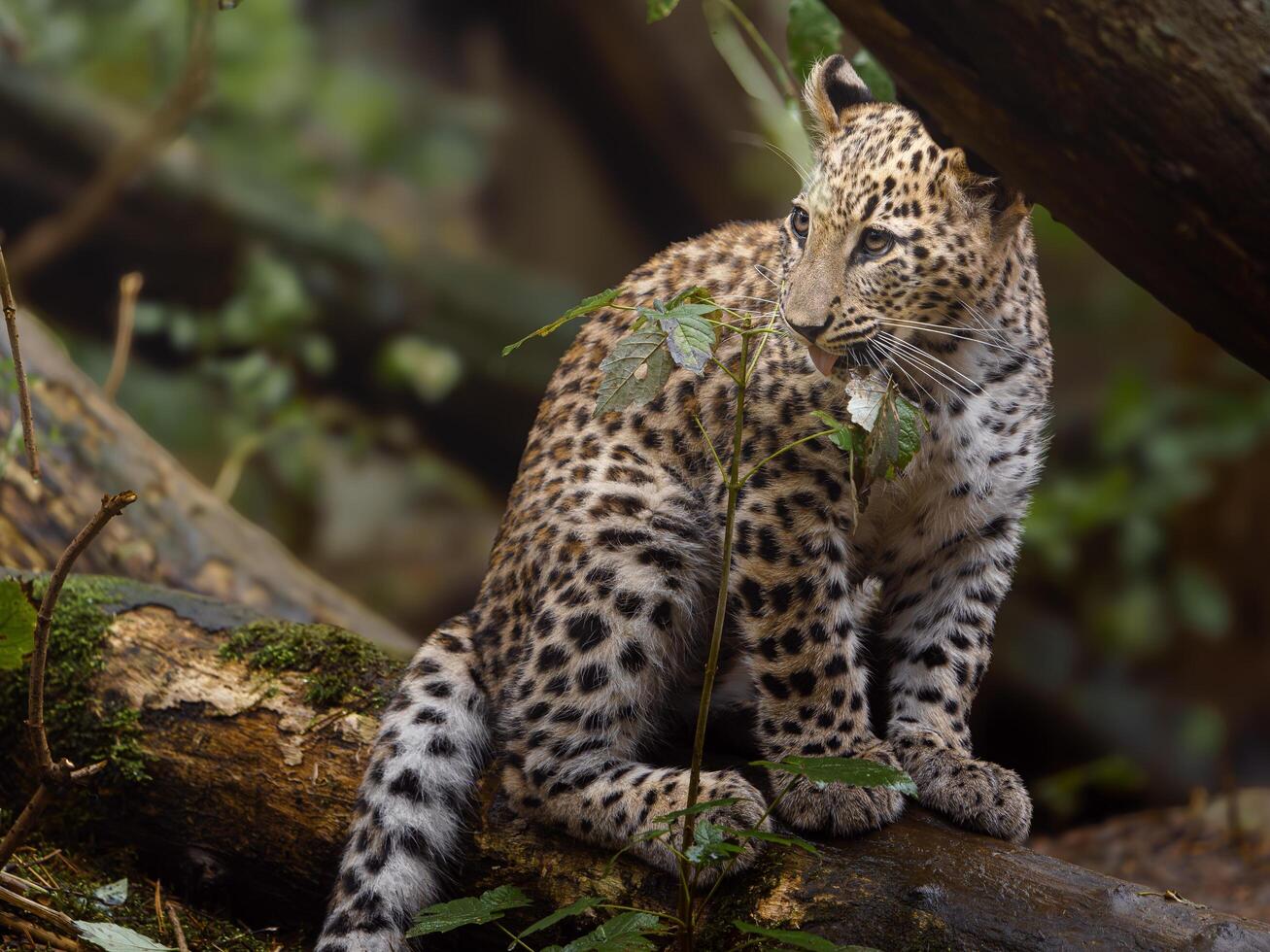 Portrait of Persian leopard in zoo photo