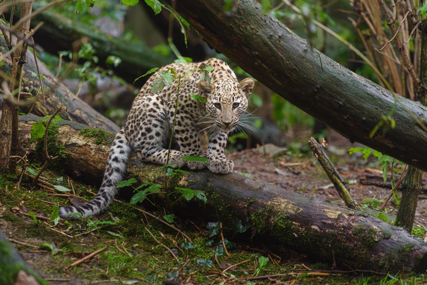 Portrait of Persian leopard in zoo photo