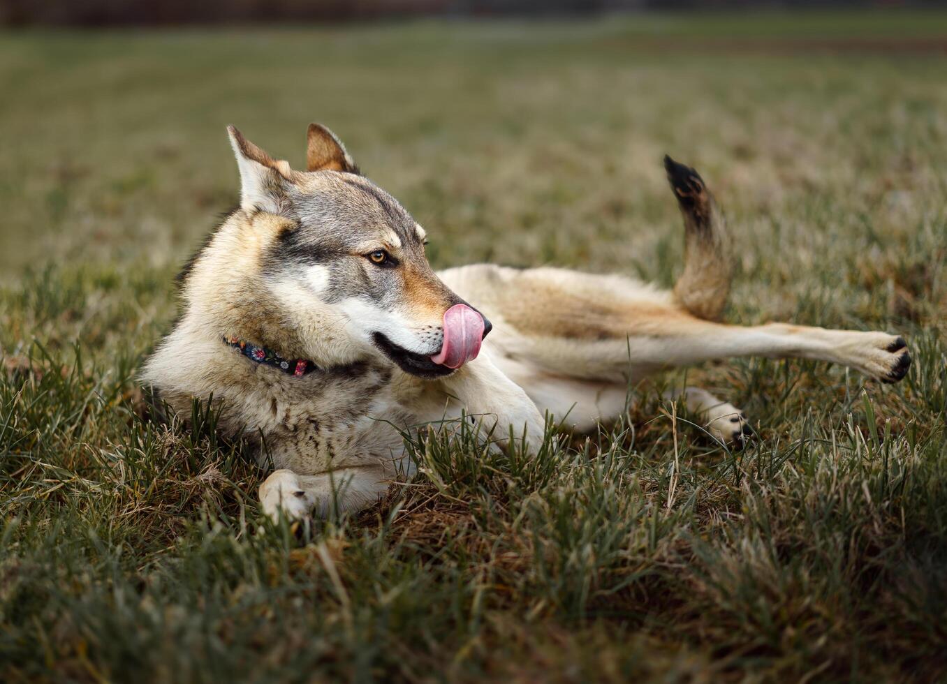 Portrait of Czechoslovakian Wolfdog in nature photo
