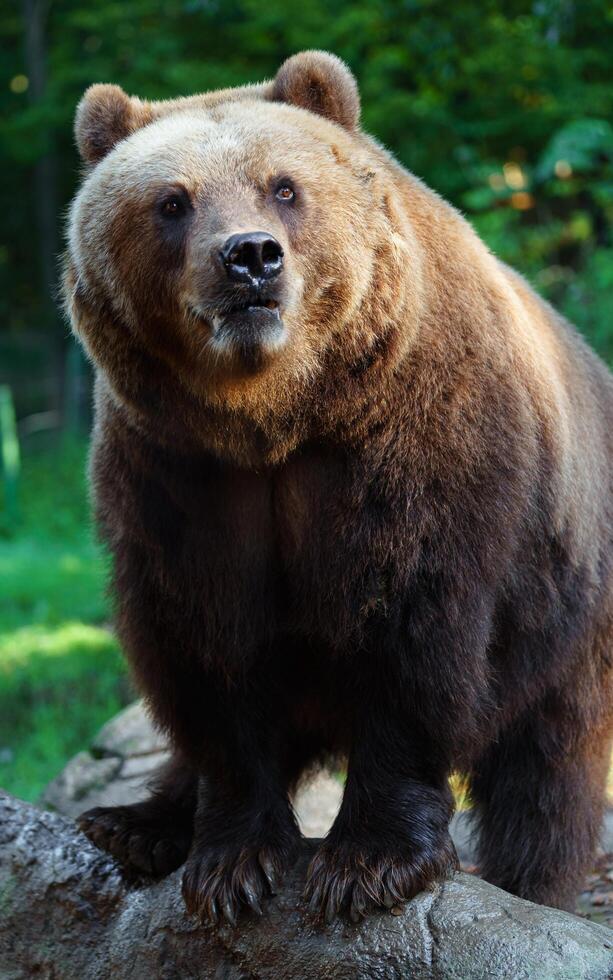 Kamchatka brown bear on rock photo