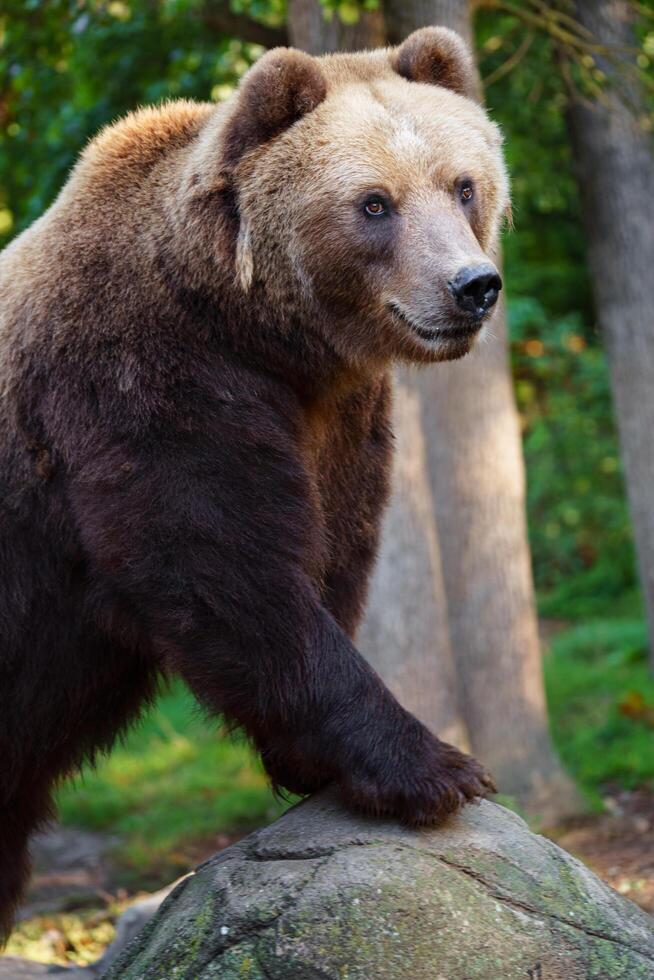Kamchatka brown bear on rock photo
