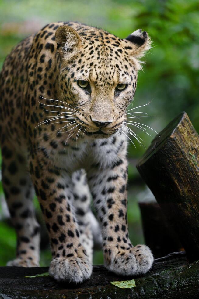 Portrait of Persian leopard in zoo photo