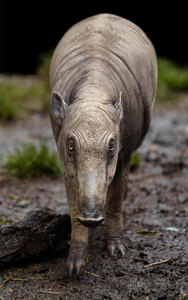 Babirusa walking towards in zoo photo